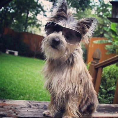 No more sunglasses for me! Dr. Baldwin fixed me right up. Now I have no pain and can be a puppy again!!!