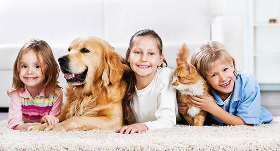 Brothers Carpet Cleaning