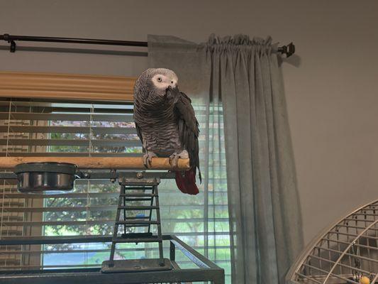 Northeast Tennessee Avian Rescue and Rehabilitation