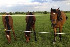 Becky's Hope Horse Rescue