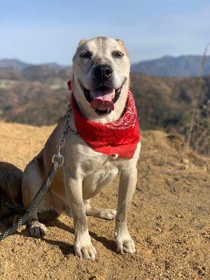 Healthy Hounds Hiking