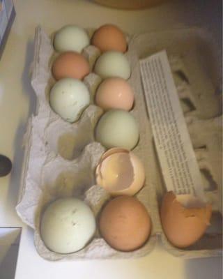 Farm fresh local eggs purchased today.