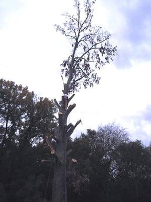 Randy's Expert Tree Service