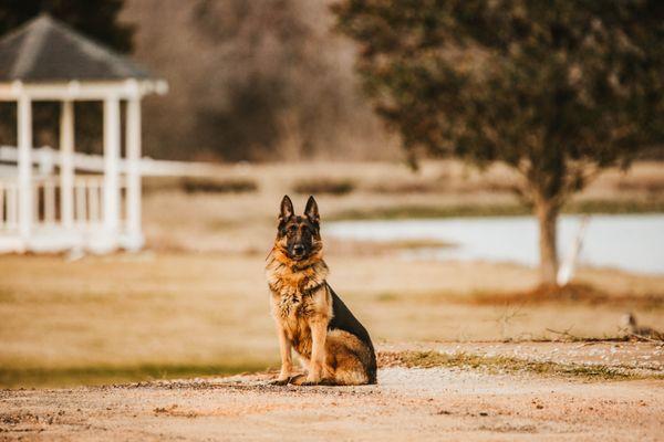 Four Flyways Retrievers
