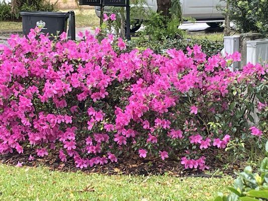 Grizzly Green Lawn & Shrub Care