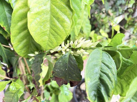 Farm Bureau San Diego County