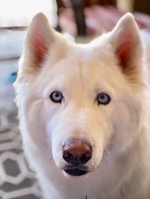 One very happy rescue dog! Thanks so much for the excellent service on him!