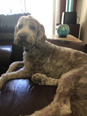 Pawfection Pet Salon