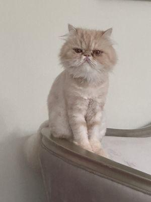 این عکس فقط احساس آرامش در این کربه زیبای ایرانی است