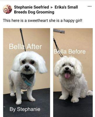 Erika's Small Breeds Dog Grooming