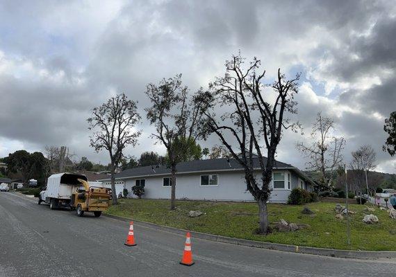 Abe’s Tree Service