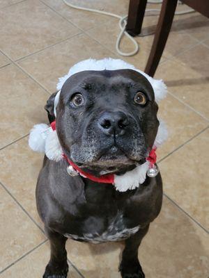 Somerset Animal Clinic