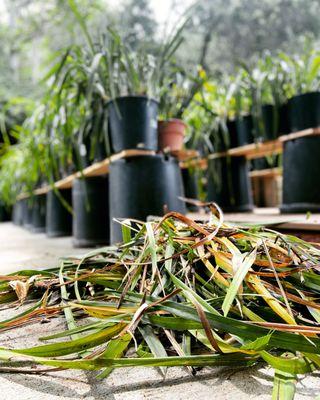 Mozlin’s Delicate Orchid Care