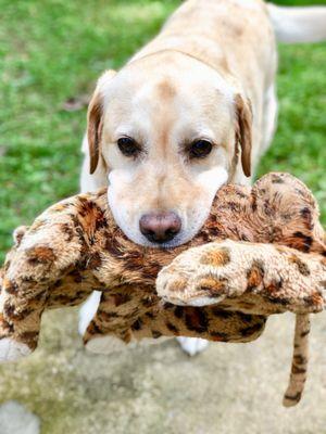Happy Tails Pet Care