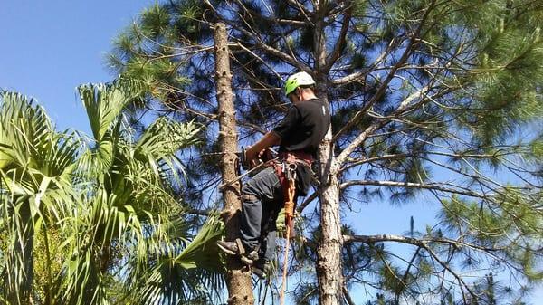 Left Coast Tree Service