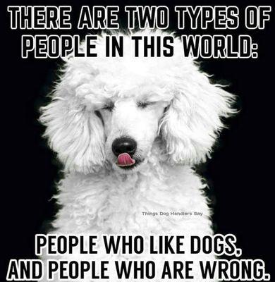 Dog's Boutique & Boarding Salon