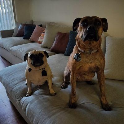 Claws N Paws Pet Nanny