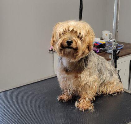 Yorkie Before