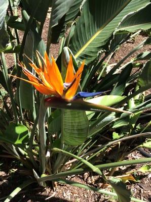 Aloha Tutoring Service