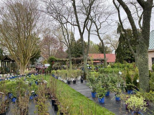 Cape Shore Gardens Nursery