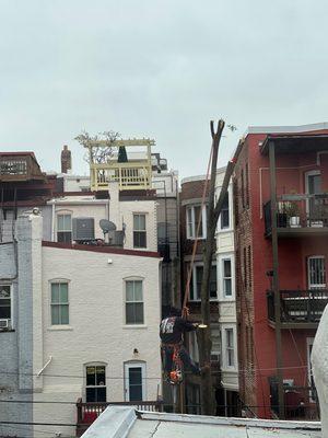 Almost all of the Zelkova is removed