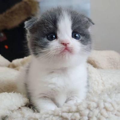 Kings-Line Munchkin Cattery
