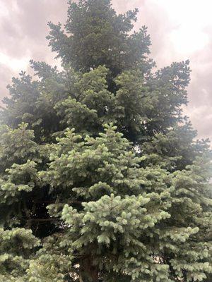 Hills Tree and Shrub