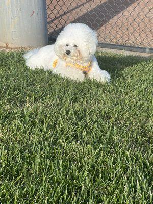 The Tails In The City