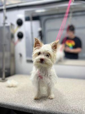 Barkbus Mobile Dog Grooming