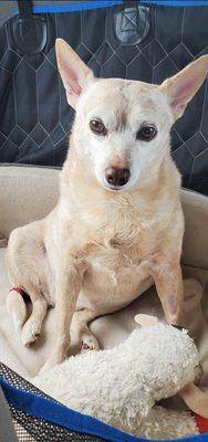 Mid-Michigan Veterinary Surgical Referral Center