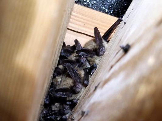 Wildlife Pest Control Charlotte