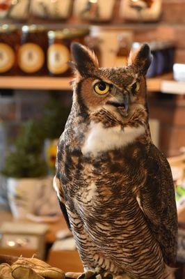 Wild Birds Unlimited