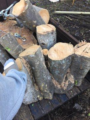 Tree Service Stump Grinding Lawncare