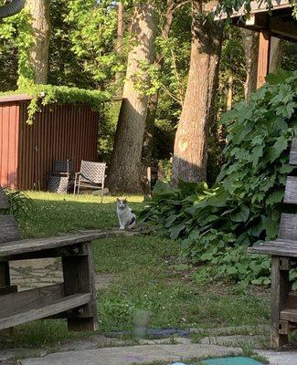 one of the local strays (we nicknamed lulu, short for lucifer) (2022)