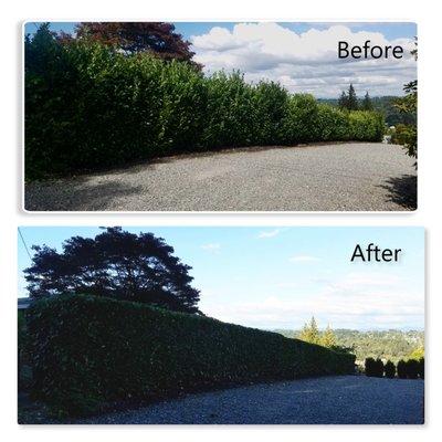 We offer Hedge Trimming Services best prices around!