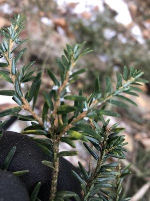 Berndtson Timber Management