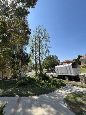 Citrus Bloom Landscape