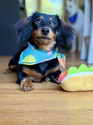 Monticello Animal Hospital