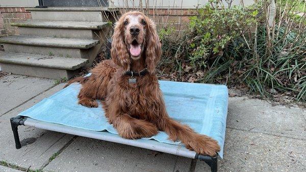 Foxy Roxy Grooming Salon