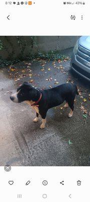 Panhandle Animal Welfare Society