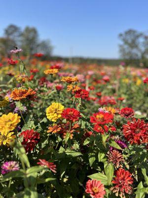 Pick your own flower field