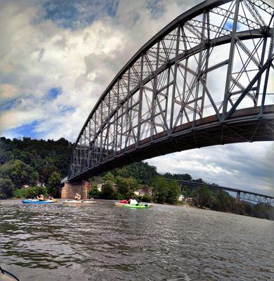 Falcon Photo and Oils