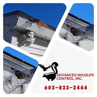 Advanced Wildlife Control