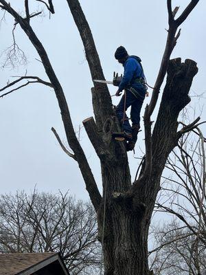 Mr. Nice Guy Tree Service