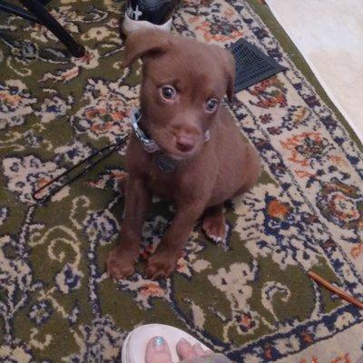 Meet Nova Knowledge Wright, this is my puppy which is also Amanda Jeans Pet Groomings mascot.