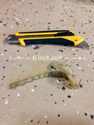 Imperial County Pest Control