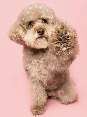 BATH SERVICES STARTS FROM 35$ ONLY