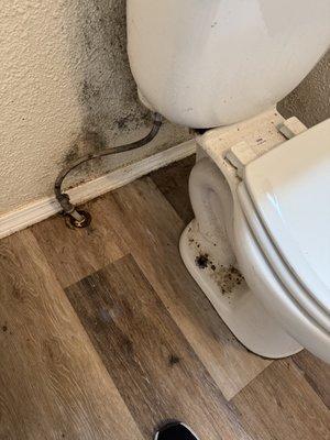 Fresh Start Cleaning