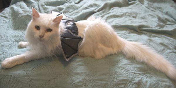 Vetters Animal Hospital