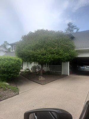 Cjspruning & Landscape Design